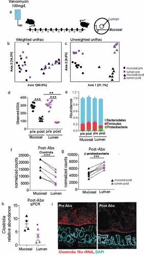 Figure 6. Following antibiotic treatment inner dense community maintains higher species richness and is less prone to dysbiosis than luminal community