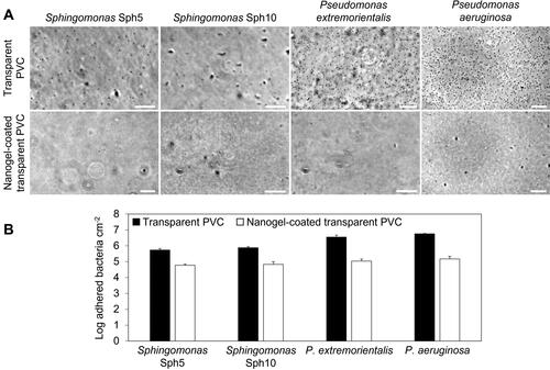 Figure 3. (A) Phase contrast microscope images of bacteria adhered to the surface of non-coated transparent PVC (top row) and nanogel-coated transparent PVC (bottom row) in a parallel-plate flow chamber after 4 h. Scale bars are 20 µm. (B) Number of adhered bacteria in the parallel-plate flow chamber after 4 h on non-coated and nanogel-coated transparent PVC. The values are averages of experiments performed on three separately coated surfaces with separately prepared bacterial cultures.