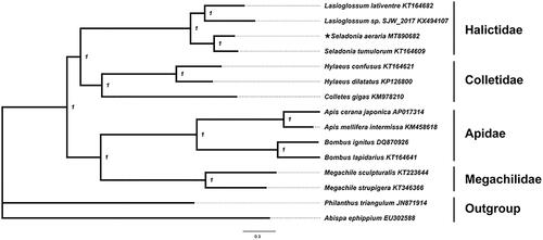 Figure 1. Phylogenetic relationships of Seladonia aeraria based on the mitogenome of the 13 PCGs. The right of the species name is the GenBank accession number, which is on the NCBI website  [https://www.ncbi.nlm.nih.gov/].