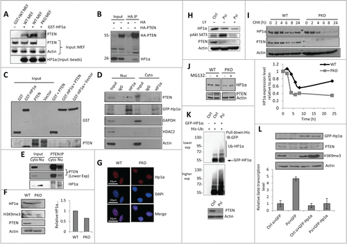 Figure 2. PTEN regulates heterochromatin structure through stabilizing HP1α. (A) GST pull-down assay with WT PTEN or PKO MEF cell lysates, which were incubated with GST or GST-HP1α conjugated beads. The pull-down assay was conducted in duplicate (lanes 2 and 3). (B) Co-IP assay was conducted with U2OS cells transfected with HA (left) or HA-PTEN in MEF cells (right). 4% Input was used. (C) In vitro direct binding assay. Recombinant GST- and GST-HP1α was synthesized via bacteria contructs. PTEN was synthesized by quick couple transcription translation system kit. PTEN and GST-HP1α were incubated and analyzed by WB analysis. (D) MEF cells were transfected with GFP-HP1α and then fractionated by NP-40 and IP was performed in cytosolic (Cyto) and nuclear (Nuc) fractions using anti-HP1α antibody. (E) MEF cells were fractionated by NP-40 and IP was performed using cytosolic (Cyto) and nuclear (Nu) fractions using anti-PTEN antibody. (F) Representative WB of heterochromatin proteins in WT PTEN or PKO MEF cells (left). Quantitative HP1α expression level relative to actin expression from 3 independent experiments (right). Error bars indicate s.d. (G) Immunofluorescent staining revealing of HP1α foci (red) and DNA (blue) in WT and PKO MEF cells. (H) U2OS cells were transfected with control (Ctrl) or PTEN siRNA (Psi). The PTEN-knockdown cells were further treated with PI3K inhibitor, LY294002 (LY) and protein expression was analyzed by WB. (I) Control or PTEN siRNA–transfected U2OS cells were treated with CHX, and analyzed by WB (top). The relative HP1α protein abundance was obtained by measuring the band intensities using ImageJ, and normalizing to actin expression and then to the time point without the addition of CHX (bottom). The half-life of HP1α in WT MEF cells is >24 h and in PKO cells 6 h. (J) MEF and PKO cells were treated with MG132 for 6 h and analyzed by WB. (K) U2OS cells were transfected with control (Ctrl) or PTEN siRNA (Psi), and 24 h later GFP-HP1α and His-ubiquitin (His-Ub) plasmids. Cells were harvested 24 h later and the His-ubiquitin–tagged proteins were purified by Ni-NTA resin. The ubiquitinated HP1α was detected with an anti-GFP antibody. (L) RT-qPCR was performed to determine the Satα level (right). Ct values of each sample were normalized to GAPDH. Error bars indicate s.d. Western blot analysis of targeted genes.