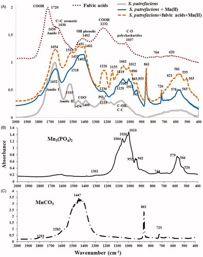 Figure 6. FTIR spectra of initial S. putrefaciens (1 gdw/L), contacted to Mn2+ in absence/presence of fulvic acids (45 mg/L) for 38 days and fulvic acids used in this study (A), and of two references, Mn3(PO4)2 (B) and MnCO3 (C).