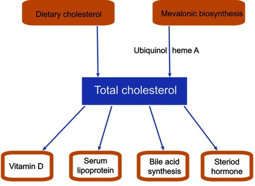 Figure 1 Schematic diagram of cholesterol metabolic pathway in the body.