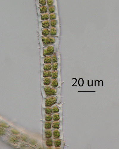 Figure 1  Low-light photomicrograph of a biseriate filament of Percursaria percursa (not stained). Sample SJP15, Ōmokoroa Estuary, Tauranga Harbour, Bay of Plenty, North Island, New Zealand.