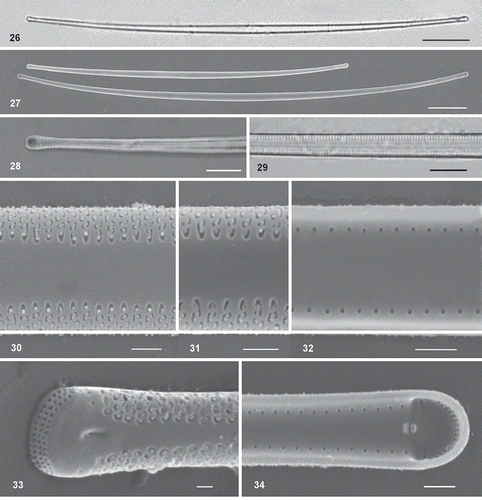 Figs 26–34. Light and scanning electron micrographs of Synedra toxoneides from the Mar Menor lagoon. Fig. 26. Hyaline thin and curved cells under LM. Fig. 27. SEM micrographs of large curved cell with capitate poles. Figs 28–29. Detail of the visible striation under LM with immersion oil. Figs 30–31. External view of the wide sternum, striae and areolae. Fig. 32. Internal view of valves with rounded pores. Fig. 33. External view of rimoportula in a depressed area and a row of pores occupying the whole apex. Fig. 34. Internal opening of rimoportulae showing two parallel lips. Scale: Figs 26–27 = 20 µm, Figs 28–29 = 5 µm, Figs 30–34 = 1 µm.