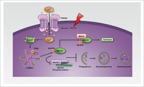 Figure 8. Model of the role of the TRPM2-Ca2+-CAMK2-BECN1 cascade in oxidative stress-mediated autophagy inhibition.