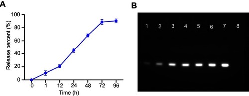 Figure S2 (A) siRNA release profiles of siRNA-Dox-SiO2 nanocarrier in PBS at different time points (1, 12, 24, 48, 72 and 96 hrs). (B) Agarose gel electrophoretic analysis to evaluate the siRNA release at different time points. Lane 1: 1 hr; Lane 2: 12 hrs; Lane 3: 24 hrs; Lane 4: 48 hrs; 5: 72 hrs; Lane 6: 96 hrs; 7: free siRNA (equivalent to the total loaded siRNA in siRNA-Dox-SiO2 nanocarriers); 8: DNA ladder (50 bp).Abbreviations: siRNA, small interfering RNA; Dox, doxorubicin; SiO2, silica; PBS, phosphate-buffered saline; DNA, deoxyribonucleic acid.