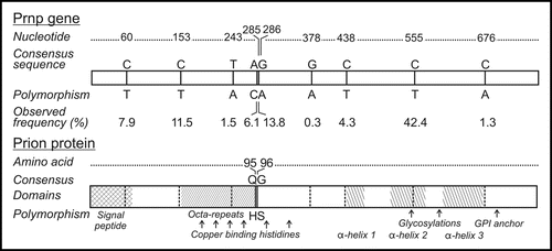 Figure 1 Nucleotide and amino acid database consensus sequence and polymorphisms observed in Illinois white-tailed deer. Numbers indicate the nucleotide or deduced amino acid sequence from a consensus. Observed frequency (# of polymorphic alleles/total # of alleles* 100) of polymorphisms and domains within the prion protein are also indicated.