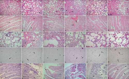 Figure 6.  Kidney (first row): A. Control group: regular morphology with glomerulus (arrow) and tubules (*). B. CRF male group: deterioration in tubules (*) and glomeruli (arrows), interstitial edema. C. CRF female group: tubular (*) and glomerular (arrow) degeneration, intersitial edema (arrowhead). D. CRF + OVX + vehicle group: severe interstitial edema, degenerated glomeruli (arrows) and tubuli (*). E. CRF+ E2 male group: reduced but ongoing congestion (arrow); note the decreased interstitial edema. F. CRF + OVX+ E2 group: regeneration of the glomeruli (arrows) and tubuli (*); interstitial edema was decreased but still present (arrow head). Cardiac muscle (second row): A. Control group: regular alignment of cardiac muscle (arrow). B. CRF male group: severe congestion (**) among muscle fibers and edema of connective tissue (arrowhead). C. CRF female group: moderate congestion among muscle fibers (**). D. CRF + OVX + vehicle group: severe congestion among muscle fibers (arrows), interstitial edema. E. CRF + E2 male group: reduced congestion (**) and edema; note the regularity of fibers. F. CRF + OVX+ E2 group: minimal congestion among muscle fibers (**); note the loss of interstitial edema. Lung (third row): A. Control group: regular bronchial (arrow) and alveolar (*) morphology. B. CRF male group: dense edema and inflammation in interstitium (**), deteriorated alveoli (arrows). C. CRF female group: edema in parenchyme and alveolar degeneration (**) less severe than group B. D. CRF + OVX + vehicle group: severe interstial edema an inflammation (*) and constricted alveoli (a). E. CRF + E2 male group: regeneration of alveoli, moderate congestion and inflammation (**). F. CRF + OVX + E2 group: reconstitution of alveoli and mild congestion (**). Brain (third row): A. Control group: regular morphology with neurons and glial cells (arrow), scattered capillaries (*). B. CRF male group: increased density of capillaries (*), pericellular dilations (arrows). C. CRF female group: capillaries (*) and pericellular dilations present but less (arrow). D. CRF + OVX + vehicle group: increase in capillaries (*) and glial cells (arrows), E. CRF + E2 male group: reduction in capillar density (*) but pericellular dilations present (arrows). F. CRF + OVX + E2 group: reduction in capillar density (*) and pericellular dilations of neurons (arrowhead) and glial cells (arrows). Ileum (fourth row): A. Control group: regular ileal epithelium (arrows). B. CRF male group: severe desquamation of the villi (arrows) and inflammation in the lamina propria (arrowhead). C. CRF female group: moderate desquamation of the villi (arrow) and dilation of intestinal gland (arrowhead). D. CRF + OVX + vehicle group: severe desquamation of the villi (arrow) and dilation of the intestinal glands (*). E. CRF + E2 male group: regeneration of the villi morphology (arrows) and inflammatory cells in the lamina propria (arrowhead). F. CRF + OVX + E2 group: prominent regeneration of the epithelium (arrows) and some inflammatory cells in the lamina propria. Liver (fifth row): A. Control group: central vein (**) and radiating hepatic sinusoids. B. CRF male group: dilation of the central vein (**), congestion, interstitial edema (arrow) and degenerated sinusoids (arrowheads). C. CRF female group: minimal congestion in central vein (**) dilation of sinusoids (arrows). D. CRF + OVX + vehicle group: prominent congestion and dilation of sinusoids (arrows), interstitial edema (arrowhead), congestion of central vein(inset: **). E. CRF + E2 male group: reconstitution of central vein (**), mild congestion in sinusoids (arrows). F. CRF + OVX + E2 group: regenerated central vein (**) and sinusoid (arrows) morphology, mild inflammation at the periphery of hepatic canal. Skeletal muscle (last row): A. Control group: regular alignment of muscle fibers and connective tissue (*) among them. B. CRF male group: congestion among muscle fibers (*) and dilation of endomysium (arrowheads). C. CRF female group: minimal congestion (*) in the connective tissue, but moderate deterioration of general morphology. D. CRF + OVX + vehicle group: dilation in connective tissue (*);note detachments in the muscle fibers. E. CRF+ E2 male group: cross-section of muscle bundle; note the regular morphology (arrow) and minimal congestion (*). F. CRF + OVX + E2 group: ongoing congestion (*) among muscle fibers; note the regular alignment of muscle fibers (arrow). HE: ×200, inset: ×400.