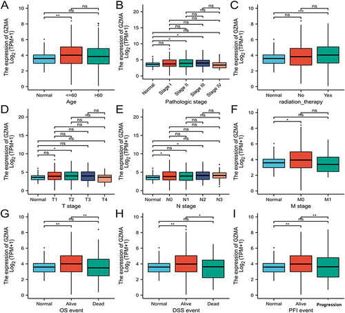 Figure 2 Box plots evaluating GZMA expression among different groups of patients based on clinicopathologic parameters. (A) Age (≤ 60; > 60); (B) Pathologic stage (stage I, stage II, stage III, and stage IV); (C) Radiation therapy (Yes; No); (D–F) Tumor, node, metastasis (TNM) stage (T: T1, T2, T3, T4; N: N0, N1, N2, N3; M: M0, M1); (G) Overall survival (OS); (H) Disease-specific survival (DSS); and (I) Progress free interval (PFI). *p < 0.05; **p < 0.01; ***p < 0.001.