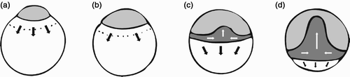 Figure 45. The animal cell droplet of Zebrafish further spreads over the yolk cell similar to a water droplet wetting a hydrophilic surface. Eventually, the cells show global organization as they break symmetry during epiboly (last two pictures). A complex flow scenario results in a fish embryo wrapped band-like around the yolk cell. Image was adapted from Keller et al. Citation548 with permission from Elsevier.