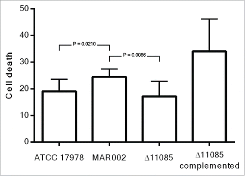 Figure 7. Quantification of A549 cell death caused by A. baumannii ATCC 17978, MAR002, MAR002Δ11085 (Δ11085) and MAR002Δ11085 complemented (Δ11085 complemented). Four independent replicates were performed. T-student test were done and bars indicate the standard deviation.