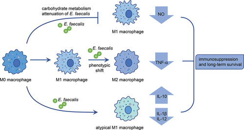 Figure 2. Schematic diagram of E. faecalis-modulated macrophage polarisation showing immune evasion strategies. E. faecalis shifts macrophage polarisation towards an M2-like phenotype or atypical M1-like phenotype with an altered cytokine profile. During infection, E. faecalis reduces carbohydrate metabolism, thus attenuating M1 macrophage-mediated killing.