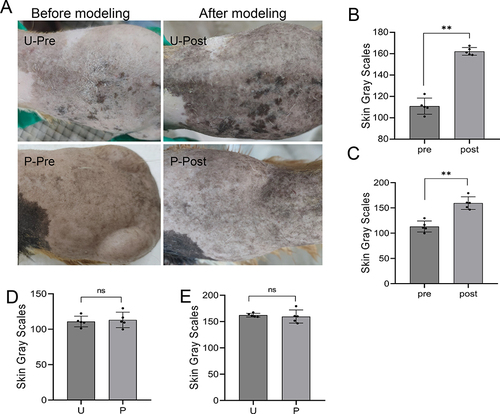 Figure 1 Color comparison of the skin of the two groups before and after the molding. (A) Representative pictures of skin color changes on the back of Guinea pigs in groups U and P before and after modeling. (B) Gray scale statistical analysis results of back skin of Guinea pigs in group U before and after modeling. (C) gray scale statistical analysis results of back skin of Guinea pigs in group P before and after modeling. (D) Gray scale statistical analysis results of back skin of Guinea pigs in groups U and P before modeling. (E) statistical analysis results of gray scale of back skin of Guinea pigs in groups U and P after modeling. Note: ** represents P < 0.01, ns represents P > 0.05. U group: an ultraviolet radiation, P group: a combination of progesterone injection and ultraviolet radiation.