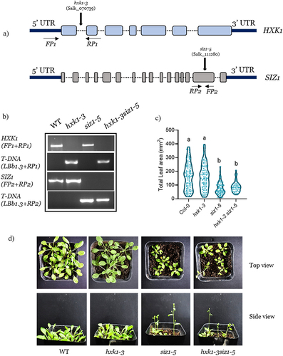 Figure 1. Generation of homozygous double mutant and its phenotypic characterization.