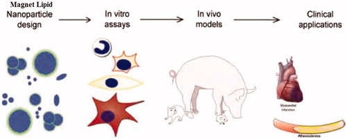 Figure 4. Clinical application of magnet liposome in both in vitro and in vivo assays is shown.