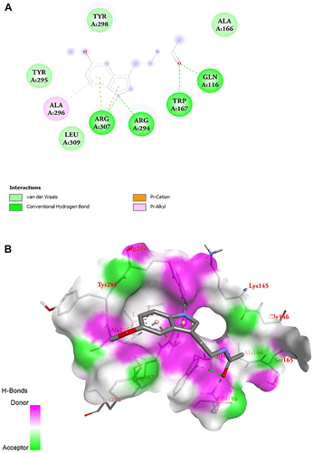 Figure 7 MLT interacted with the P2X7 receptor. (A and B) 2D and 3D image of molecular interaction study of MLT and P2X7.