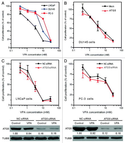 Figure 6. The inhibitory effect of VPA on cell proliferation was not changed by ATG5 rescue in DU145 cells or ATG5 knockdown in LNCaP and PC-3 cells (A) Valproic acid (VPA) dose-dependently inhibited the proliferation of LNCaP, DU145 and PC-3 cells. Logarithmic phase cells were incubated with indicated concentrations of VPA for 48 h. (B) DU145 cells were transfected with a plasmid containing the wild-type ATG5 gene and then treated with indicated concentrations of VPA for 48 h. (C and D) LNCaP and PC-3 cells were transfected with ATG5 siRNA or negative control (NC) siRNA for 48 h, and then treated with indicated concentrations of VPA for another 48 h. Cell proliferation was evaluated using MTS assay (A–D). One representative data of three independent experiments with similar results are shown as mean ± SD. The efficient knockdown of ATG5 protein in LNCaP and PC-3 cells was confirmed by western blotting (C and D, lower panels; VPA = 3.3 mM). The relative levels of ATG5 were normalized to TUBB and the value of NC siRNA-treated control of each group was set as 1.00, respectively.