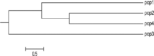 Figure 2. UPGMA (based on Nei's genetic distance) dendogram showing the relationship between the four studied populations.