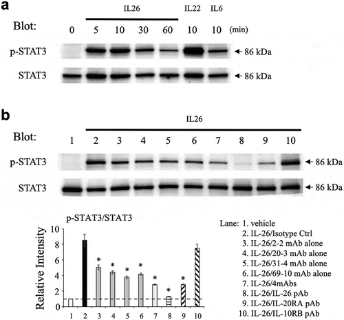 Figure 3. Addition of novel anti-IL-26 mAbs inhibits phosphorylation of STAT3 in IL-26-stimulated COLO205 cells.(a) COLO205 cells were stimulated with recombinant human IL-26 (20 ng/ml) for the indicated times, or stimulated with recombinant human IL-6 (20 ng/ml) or IL-22 (20 ng/ml) for 10 min. (b) COLO205 cells were stimulated with recombinant human IL-26 (20 ng/ml) for 10 min in the presence of the indicated Ab or isotype control Ab (isotype ctrl) (20 μg/ml, respectively). (a, b) Whole cell lysates were separated by SDS-PAGE (each, 25 μg), and phospho(p)-STAT3 was detected by immunoblotting. The same blots were stripped and reprobed with antibodies specific for pan STAT3. Data shown are representative of three independent experiments with similar results. Band intensity of p-STAT3 was normalized to pan STAT3, and relative intensity compared with unstimulated cells was indicated in the bottom graph (b). The dashed line is the standard value of unstimulated cells (vehicle). Data are shown as mean ± S.E. of relative intensity from three independent experiments, comparing values in each Ab to those in isotype control (* p < 0.01).