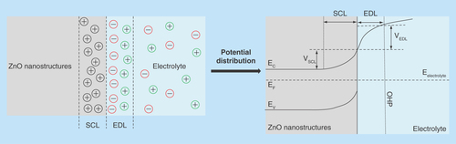 Figure 5.  Illustration of charge and potential distribution at ZnO electrode/electrolyte interface.Adapted with permission from [Citation80].