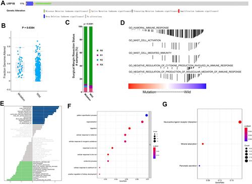 Figure 2 LRP1B mutation analysis. (A) Mutation map of LRP1B in the cbioportal database. (B) The percentage of genome changes in the LRP1B mutant and wild-type samples. (C) The relationship between gene mutations and surgical resection status. (D) GSEA of the LRP1B mutation. (E) GSVA of the LRP1B mutation. Blue bars represent the up-regulated signaling pathways, green bars represent the down-regulated signaling pathways, and gray bars represent signaling pathways with insignificant differences. (F and G) GO and KEGG analysis of the DEGs between the LRP1B mutant and wild-type groups.