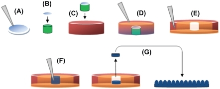 Figure 1 Production of PDMS molds and casting of nanostructured PLGA films: (A) 190 nm, 300 nm, 400 nm, and 530 nm PS beads were dispersion deposited on glass coverslips; (B) Coverslip fixed to equal diameter glass rod (green); (C) Coverslip/glass rod fixed to Petri dish; (D) PDMS (orange) poured to fill Petri dish; (E) PDMS from the previous step removed from the Petri dish, inverted, and placed in a larger Petri dish (red), with additional PDMS (orange), leaving a well in PDMS (white) with a nanotextured bottom; (F) PLGA in chloroform (blue) poured into well then allowed to evaporate; and (G) Dried PLGA removed from the well and inverted, leaving PLGA surfaces with spherical nanometer surface features. Copyright © 2008 obtained with permission from Carpenter J, Khang D, Webster TJ. Nanometer polymer surface features: The influence on surface energy, protein adsorption and endothelial cell adhesion. Nanotechnology. 2008;19(50):505103.Abbreviations: PDMS, polydimethylsiloxane; PLGA, poly-lactic-co-glycolic acid; PS, polystyrene.