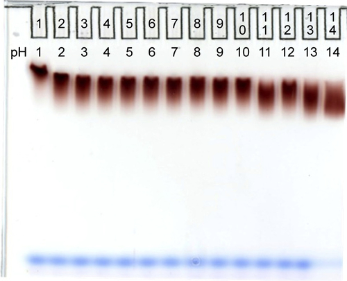 Figure S3 Gel of TEG particles mixed with acid/base to a final pH of 1 to 14.Abbreviation: TEG, tetraethylene glycol.