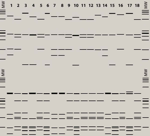 Fig. 4a. BstUI (top) and DdeI (bottom) virtual RFLP profiles from 16S rDNA sequences of phytoplasmas identified in Prunus and Pyrus species and G. nigrifrons. MW: MW: jX174DNA-HaeIII molecular marker. Lane 1: PRU0180 (T4E, 16SrVII-A); Lane 2: PRU0445 (T4E, 16SrI-W); Lane 3: PRU0336 (T4E, 16SrX-C); Lane 4: G. nigrifrons (T4E, 16SrX-A); Lane 5: PRU0134 (T4C, 16SrI-W); Lane 6: PRU0147 (T4C, 16SrX-C); Lane 7: G. nigrifrons (T4C, 16SrVII-A); Lane 8: PRU0406 (T3, 16SrVII-A); Lane 9, 10: G. nigrifrons (T3, 16SrI-W, 16SrX-C); Lane 11: PYR0190 (T4W, 16SrI-W); Lane 12: G. nigrifrons (T4W, 16SrI-W); Lane 13: GU223209 (16SrI-L); Lane 14: AF092209 (16SrVII-A); Lane 15: AJ542543 (16SrX-C); Lane 16: AY180943 (16SrI-B); Lane 17: EF392656 (16SrX-A); Lane 18: HQ450211 (16SrI-W).