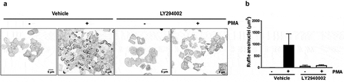 Figure 1. LY294002 abrogates ruffle formation in NSCLC cells. A549 cells were serum starved for 24 h and then treated with PMA (0.1 μM, 30 min), in the absence or presence of the PI3K inhibitor LY294002 (20 μM, added 1 h before and kept during PMA stimulation). Cells were fixed and stained with rhodamine-phalloidin [Citation16]. Panel A. Representative micrographs of ruffle formation are shown. Panel B. Quantification of ruffle area/cell was done as previously described [Citation33]. Data are expressed as mean ± S.E.M. (n = 3). *, p < 0.05