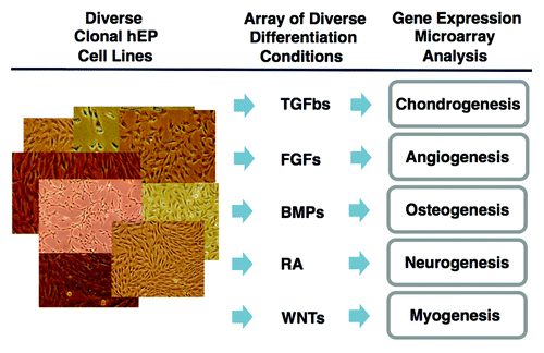 Figure 3. Strategy of fate-space screening. Diverse clonal hEP cell lines are cultured in high density conditions such as micromasses or HyStem-4D bead arrays in the presence of diverse differentiation conditions such as physiological concentrations of TGFβ family members, FGFs, retinoic acid, and modulators of Wnt signaling. After 14–21 d, RNA is analyzed by gene expression microarrays.