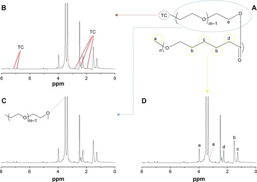 Figure 2 1H-NMR spectrum of the TC–PECL polymer.Notes: (A) Molecular structure diagram of the TC–PECL polymer. (B) 1H-NMR spectrum of the TC–PECL polymer marked with the hydrogen atoms of the benzene ring of TC. (C) 1H-NMR spectrum of the TC–PECL polymer marked with the hydrogen atoms of the PEG copolymers. (D) 1H-NMR spectrum of the TC–PECL polymer marked with the hydrogen atoms of the PCL copolymers.Abbreviations: 1H-NMR, proton nuclear magnetic resonance; PCL, poly(ε-caprolactone); PECL, PEG–PCL; PEG, poly(ethylene glycol); TC, tetracycline.