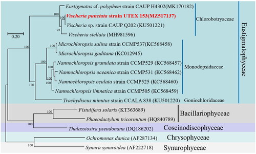 Figure 3. Phylogenetic relationships among 16 Ochrophyta mitochondrial genomes. Node labels indicate bootstrap values. The scale bar corresponds to 0.20 substitutions per nucleotide position. GenBank accession numbers for the utilized sequences are indicated within parentheses. Eustigmatos cf polyphem (MK170182) (Huang et al. 2018#), Vischeria sp. CAUP Q202 (KU501221) (Ševčíková et al. Citation2016), Vischeria stellata (MH981596) (Huang et al. Citation2019), Microchloropsis salina (KC568458) (Wei et al. Citation2013), Microchloropsis gaditana (KC012945), Nannochloropsis granulata (KC568457) (Wei et al. Citation2013), Nannochloropsis oceanica (KC568462) (Wei et al. Citation2013), Nannochloropsis oculata (KC568460) (Wei et al. Citation2013), Nannochloropsis limnetica (KC568459) (Wei et al. Citation2013), Trachydiscus minutus (KU501220) (Ševčíková et al. Citation2016), Fistulifera solaris (KT363689) (Tang and Bi Citation2016), Phaeodactylum tricornutum (HQ840789) (Oudot-Le and Green Citation2011), Thalassiosira pseudonana (DQ186202) (Armbrust et al. Citation2004), Ochromonas danica (AF287134) (Burger et al. 2016#), Synura synuroidea (AF222718) (Chesnick et al. Citation2000). #Direct submission to NCBI, unpublished.