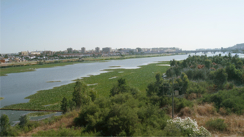 Figure 8. Eichhornia crassipes and Nymphaea mexicana Zucc.on the Guadiana River near the border of Portugal, in Badajoz, Spain. Photograph: Asociación Ciudadana Salvemos el Guadiana.