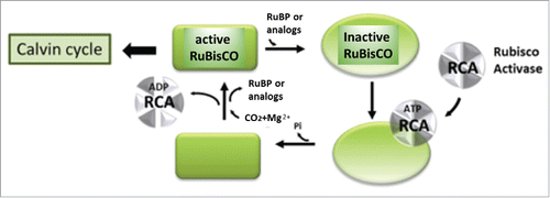 Figure 3. Schematic representation of the RuBisCO activation by RCA (modified from ref. Citation13). In this scheme, a RuBisCO active site that has spontaneously lost CO2 (was decarbamylated) binds a sugar phosphate RuBP, causing RuBisCO to undergo conformational changes leading to the inactivation of this protein. RCA interacts directly with the inactive RuBisCO, altering its conformation. ATP hydrolysis by RCA is required for these conformational changes. These conformational changes allow RuBP to dissociate and the CO2 molecule to enter the active RuBisCO site.