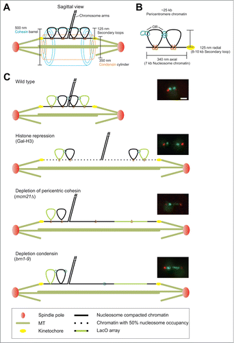 Figure 1. Hypothesized structure of the pericentromere. (A) Wild type mitotic spindle drawn to scale with a single sister chromatid pair. (B) Hypothesized compaction of 25 kb of the pericentromere from the sister cohesion axis to the centromere. The 25 kb is separated into 7 kb extended along the spindle tension axis and 2 cohesin/condensin-based loops each 8–10 kb in size. (C) The hypothesized pericentromere compaction accounts for size increases in H3 repressed spindles via loss of half the nucleosomes/compaction and cohesin or condensin mutants in which asymmetric stretching occurs. Scale bar = 1 μm.