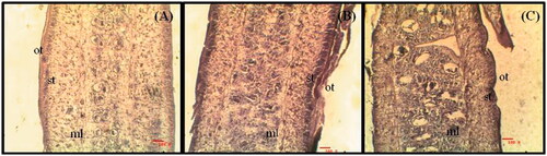 Figure 1. Light micrographs of proglottids of R. tetragona: (A) control showing uniform smooth outer tegument (ot), sub-tegument (st), muscular layer (ml); (B) C. viscosum and (C) PZQ-treated worms reveal invagination, cracks and infoldings in the outer tegument and muscular layer is disrupted. All scale bars 100 μm.