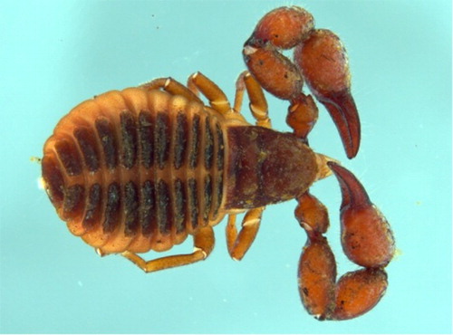 Figure 1 An adult male Apatochernes vastus Beier, Citation1976 (Chernetidae) collected from the pelage of Mystacina tuberculata at Pureora Forest Park, New Zealand.