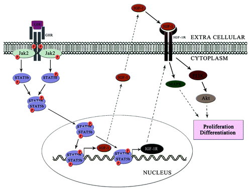 Figure 2. GH transmits the signal in two phases. In the first phase (represented as dark arrow), GH binds to the GHR and triggers the JAK2-STAT5B signaling axis. This leads to the transcription of IGF-1 and IGF-1R. These then mediates the second phase (represented by dotted arrows) of signal transduction. Here IGF-1 binds to IGF-1R and triggers the MAPK pathway or PI3K/Akt pathway and induces osteoblast proliferation and differentiation.