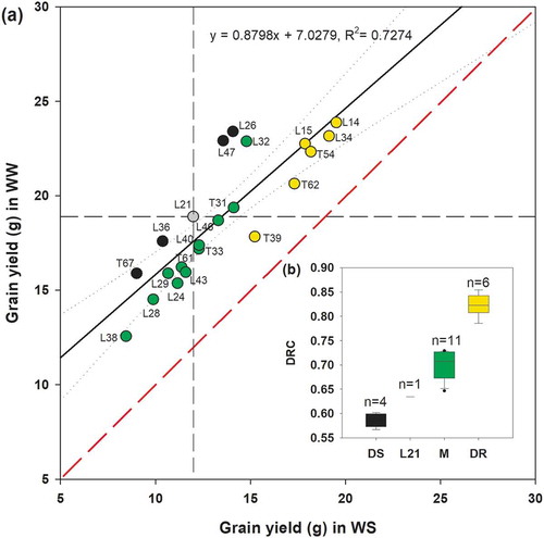 Figure 1. Interaction plot (a) for grain yield for 22 grafts under well-watered (WW) and water-stressed (WS) conditions, and box plot (b) for drought-resistance coefficient (DRC) of grafts with drought-sensitive (DS), moderate (M) and drought-resistant (DR) type rootstocks. The least significant difference (α = 0.05) between water stress and genotype for grain yield was 3.38 g plant−1. The red-dashed line drawn diagonally across the plot bisects the high and low values, with the intercept constrained to zero; the solid line is the least squares regression line. Dotted lines flank the 95% confidence interval. The horizontal and vertical dashed lines indicate the yield of self-grafted L21 (check) under well-watered (WW) and water-stressed (WS) conditions. Boxes are quartiles, continuous lines are medians, cwhiskers include others, that are not outliers