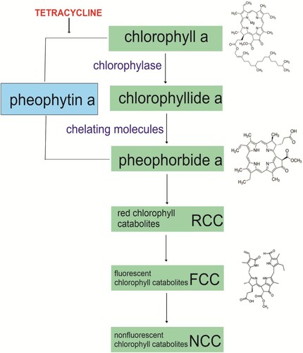 Figure 3. Chlorophyll degradation pathway and possible tetracycline site of action.