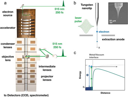 Figure 1. (Color Online) (a) Ultrafast Transmission Electron Microscope based on a laser-driven cold-field emission source. (b) Close-up of the tip region: the [310] oriented tungsten nanotip is placed in front of an extraction anode and illuminated by femtosecond laser pulses (250 fs, 515 nm). (c) Potential of an electron at the metal/vacuum interface. The potential is lowered by the Schottky effect due to the applied extraction voltage VDC. In our experimental conditions, electron emission is triggered by the absorption of two photons (Ephot=2.41 eV).