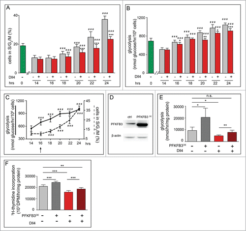 Figure 3. Notch is a metabolic brake for G1 cell cycling in ECs and overexpression of PFKFB3 overcomes the Notch-mediated metabolic brake. For all panels, G0-synchronized ECs (obtained by contact inhibition) were replated and analyzed at the indicated time points. (A) Time course FACS analysis using Hoechst33342 and PyroninY in control (gray) and Dll4-treated ECs (red). Around 18 hours after reseeding, control cells entered S phase. By contrast, fewer Dll4-treated cells entered S phase (average of >10 experiments, each with triplicate measurements; data are mean ± SEM). ** P < 0.01, *** P < 0.001 versus control at the corresponding time point; ### P < 0.001 vs. corresponding baseline (14 hours). Statistics: mixed model statistics considering experiment as co-variant. (B) Time course analysis of glycolytic flux. Around 16 hours after reseeding and beyond, glycolytic flux was increased in control cells but only minimally in Dll4-treated cells (average of 5 experiments, each with triplicate measurements; data are mean ± SEM). * P < 0.05, ** P < 0.01, *** P < 0.001 versus control at the corresponding time point; ### P < 0.001 vs. corresponding baseline (14 hrs); Statistics: mixed model statistics considering experiment as co-variant. (C) Kinetic comparison of metabolic and cell cycle changes after replating of the G0-synchronized cells. Plotting the control data shown in panel A and B together illustrates that the metabolic change (full line) shows an increase preceding (16 hrs, arrow) that of the cell cycle change (dashed line) (average of 5 experiments, each with triplicate measurements; data are mean ± SEM). ### P < 0.001 versus corresponding baseline (14 hrs); Statistics: mixed model statistics considering experiment as co-variant. (D) Representative immunoblot of PFKFB3 for control and PFKFB3OE cells. β-actin is used as loading control. (E) Glycolytic flux, showing enhanced glycolysis upon PFKFB3 overexpression (PFKFB3OE) in control conditions (without Dll4). Dll4 lowers glycolysis, but PFKFB3OE enhances glycolysis again in Dll4-activated cells. (F) [3H]-thymidine incorporation in DNA, showing that PFKFB3OE increases EC proliferation. Dll4 reduces EC proliferation, but PFKFB3OE increases again the proliferation of Dll4-activated ECs. Data in E and F are mean ± SEM of n = 4 independent experiments, each performed in triplicate. *P < 0.05, **P < 0.01, ***P < 0.001 by mixed model statistics considering experiment as co-variant.