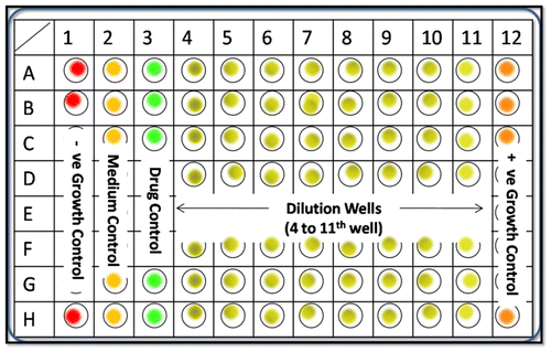 Figure 2. Ninety-six well microtiter plate for serial dilutions of Au NPs (diagrammatic).