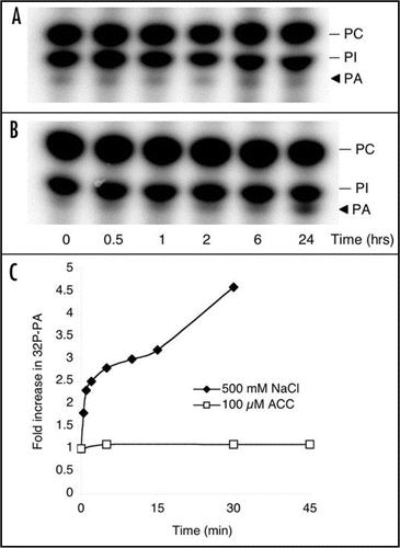 Figure 2 Model showing how PA could induce ethylene responses by inhibition of CTR1 activity and its interaction with the ethylene receptor ETR1. (A) Current model (adapted from Chen et al.Citation3) on the ethylene signaling cascade in air and in the presence of ethylene. Note that CTR1 is a negative regulator of all downstream ethylene responses. (B) By directly interfering with CTR1 activity, PA could in theory induce downstream ethylene responses even in the absence of ethylene itself. Alternatively, PA could supplement the effects of ethylene on CTR1 activity, potentially resulting in an increase in level of response with regard to magnitude or length.