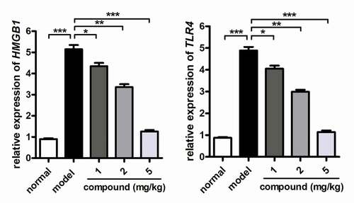 Figure 5. Significantly inhibited activation of the HMGB1/TLR4 signaling pathway activation in cerebral vascular endothelial cells after compound treatment. The stroke animal model was constructed, and the compound was given for indicated treatment. The activation of the HMGB1/TLR4 signaling pathway activation in cerebral vascular endothelial cells was determined with RT-PCR assay.