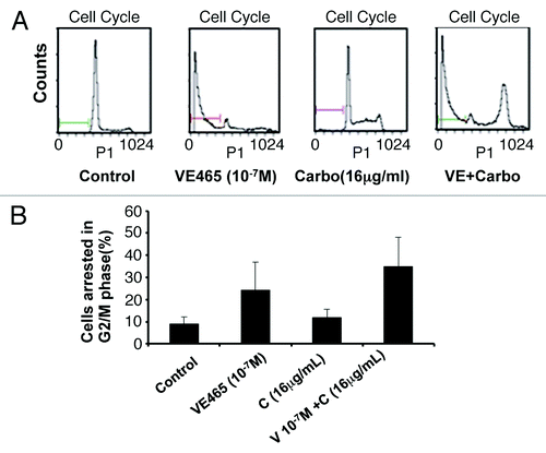 Figure 4. Flow cytometry analysis of the effects of VE 465 plus carboplatin on the cell cycle of 2008/C13 ovarian cancer cells. (A) The effects of VE 465 plus carboplatin on 2008/C13 cells. (B) Percentage of cells arrested in G2/M phase after exposure to VE 465 and carboplatin.