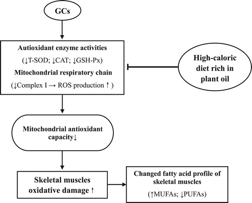 Figure 10. Proposed model of GCs and soy oil diet action on oxidative damage of skeletal muscles in chickens (↑ increase; ↓ decrease; ⊥ inhibitory). GCs suppresses the mitochondrial complex I activity, decreases the unsaturated degree of fatty acid profiles, and induces oxidative damage in skeletal muscles. A HC diet rich in soy oil improves antioxidative capacities and reduces the oxidative stress induced by the GCs.