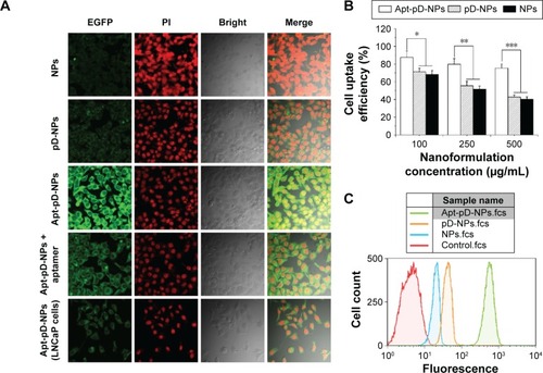 Figure 7 Endocytosis of C6-loaded NPs, C6-loaded pD-NPs, and C6-loaded Apt-pD-NPs.Notes: (A) CLSM images of HeLa and LNCaP cells after 2 hours incubation at 37°C. (B) Cellular uptake efficiency of all kinds of NPs in HeLa cells after 2 hours incubation at 37°C (Student’s t-test, *P<0.05, **P<0.01, ***P<0.001). (C) FCM histograms for all kinds of NPs in HeLa cells after 1 hour incubation at 37°C.Abbreviations: C6, coumarin-6; NPs, nanoparticles; pD, polydopamine; Apt, aptamer; CLSM, confocal laser scanning microscope; FCM, flow cytometry method; EGFP, enhanced green fluorescent protein; PI, propidium iodide.