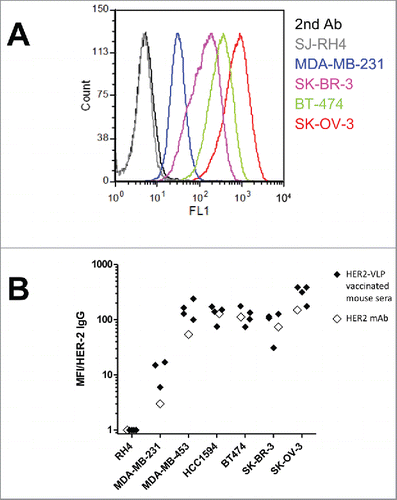 Figure 4. Antibodies elicited by the HER2-VLP vaccine bind the HER2 extracellular domain on the surface of human tumor cells. (A) Flow cytometry profiles of cells expressing known amounts of HER2, from completely negative (SJ-RH4) to highly positive (SK-OV-3) cells, stained with the serum of one representative F1 mouse vaccinated with HER2-VLP. (B) Comparison of staining either with sera of 3–4 individual F1 mice vaccinated with HER2-VLP (closed diamonds) or with anti-HER2 mAb MGR2 (open diamonds). Fluorescence intensities measured by flow cytometry were normalized by the concentration of IgG against HER2 measured by ELISA in each serum (MFI/HER-2 IgG).