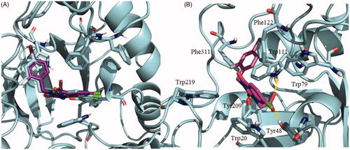 Figure 6. (A) Superimposition of zenarestat in the crystal structure 1IEI depicted in cyan and validation docking results depicted in purple show the high similarity between both poses in the human enzyme. (B) Detail of the zenarestat binding mode together with the main interactions found in the catalytic site of aldose reductase.